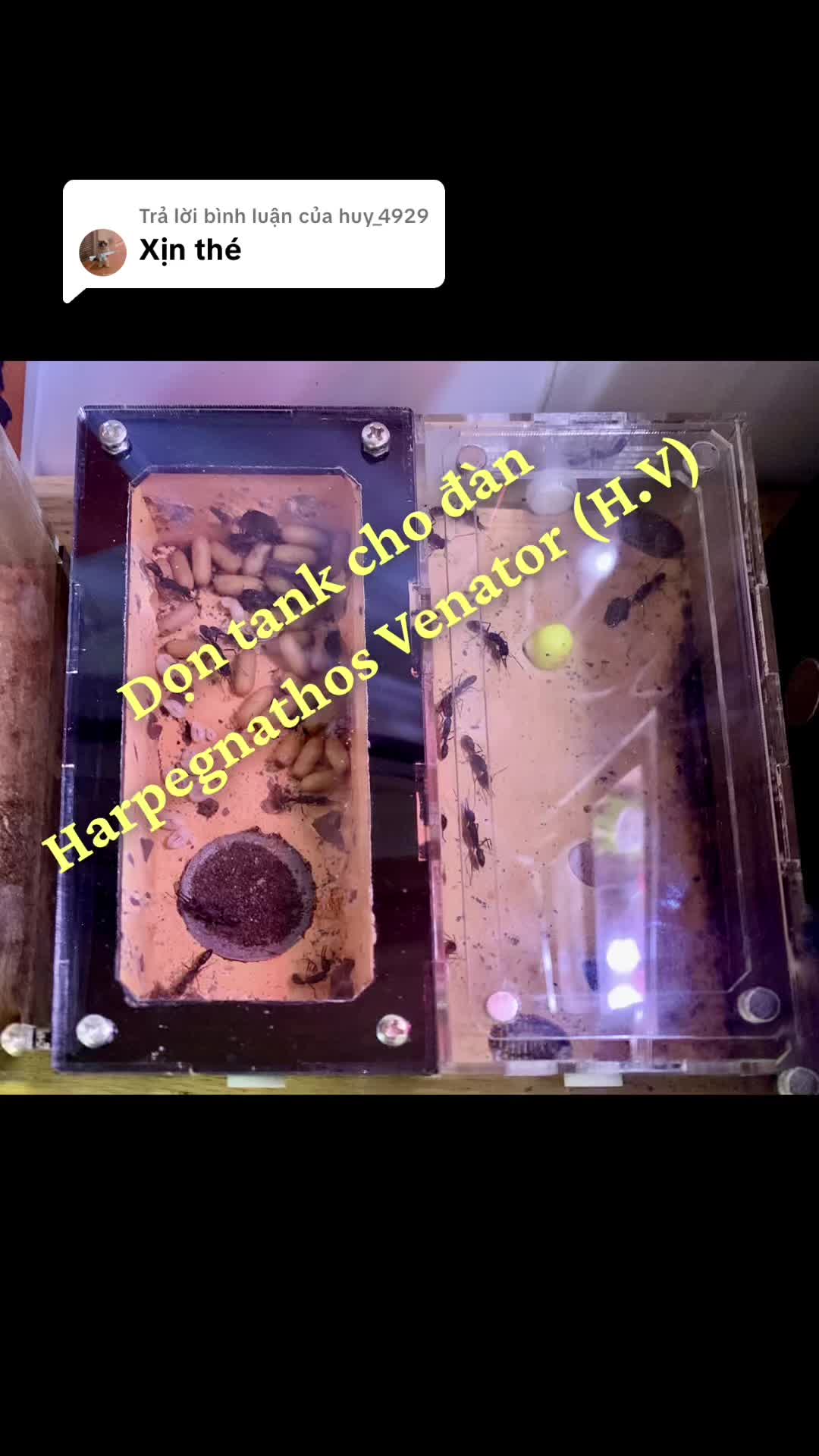 @Henry Thích Nuôi Kiến 🐜