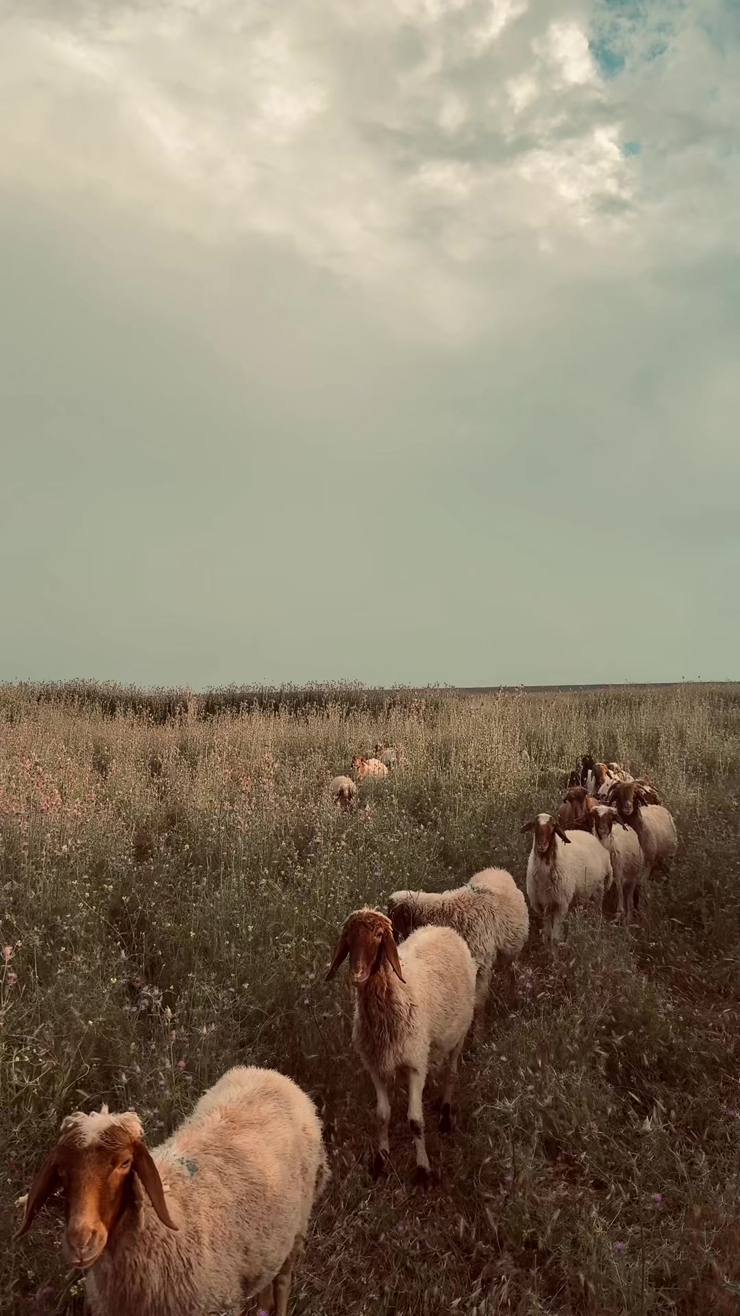 @Metin Güven
