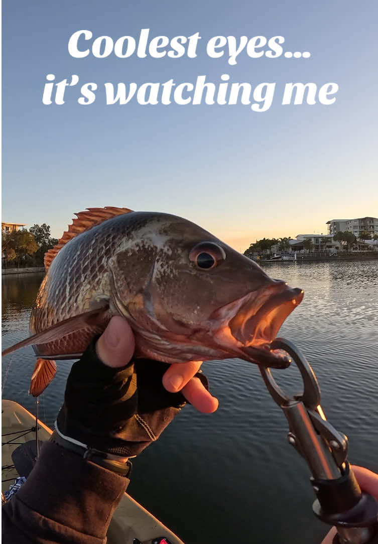@FishLikeADad
