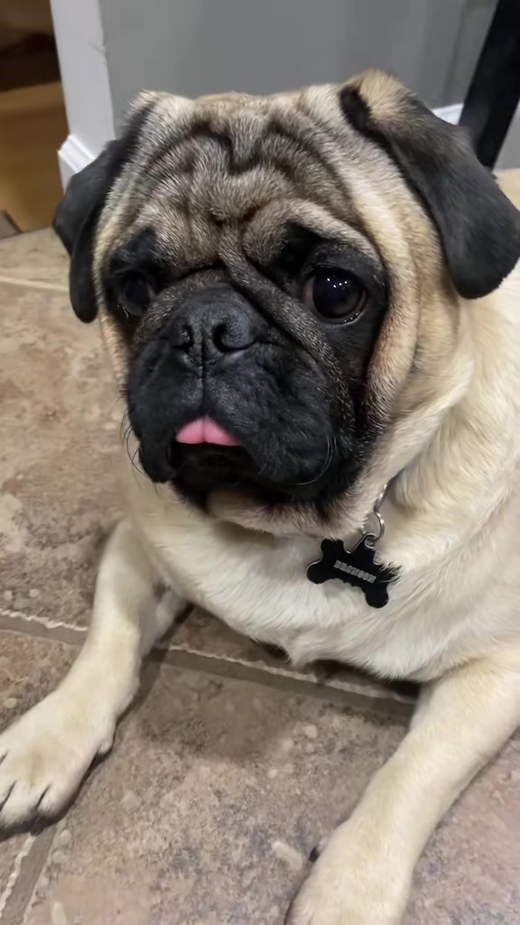 @Pugaddict