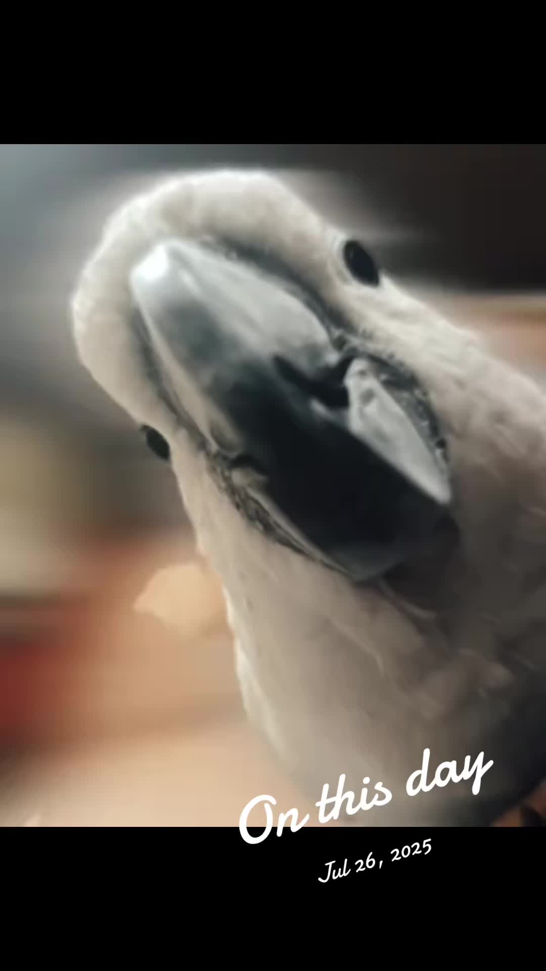 @OLAF