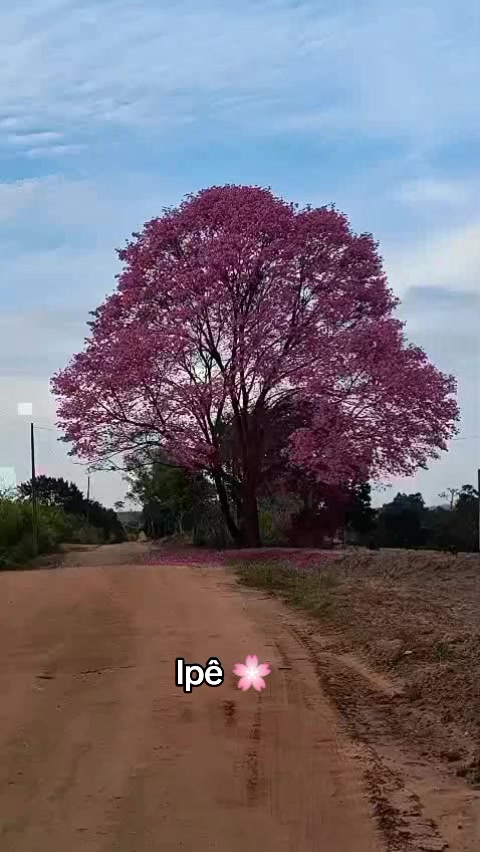 @Monica Sousa