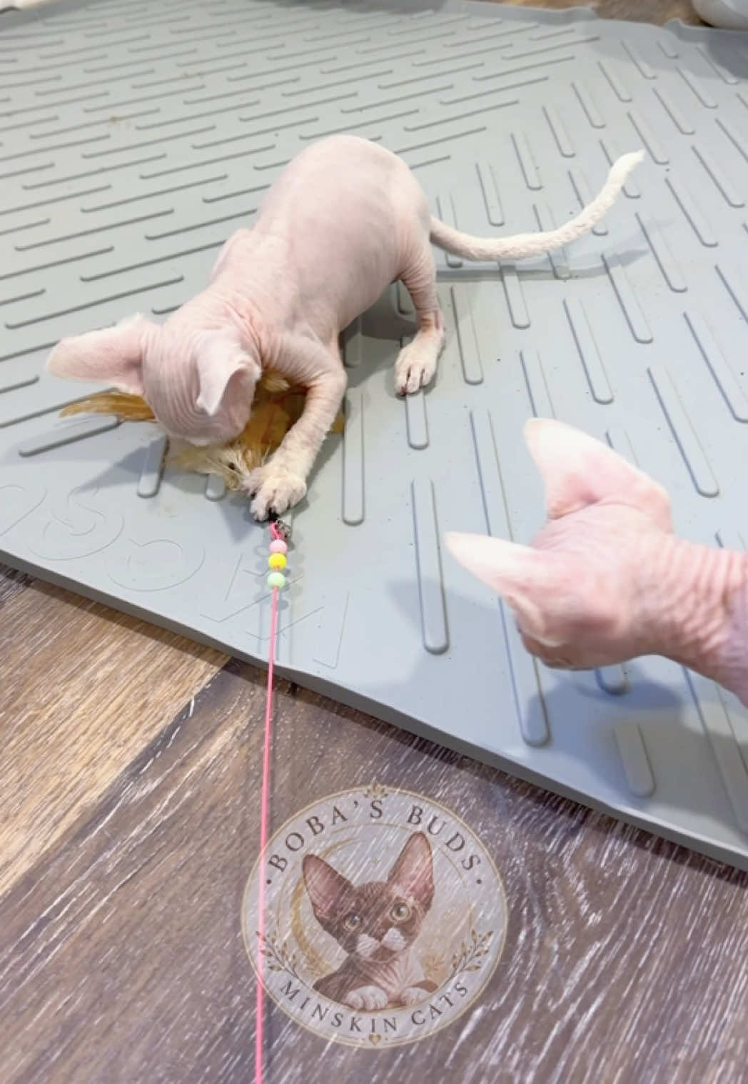 @Boba&rsquo;s Buds Minskin Cats
