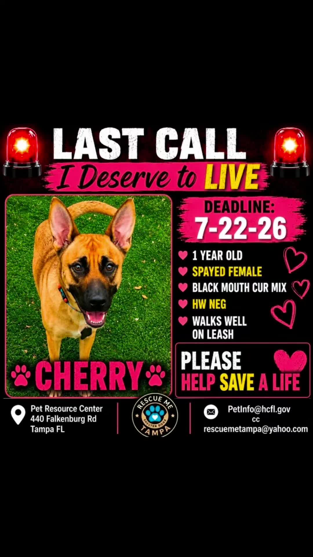@RescueMeTampa-ShelterDogs