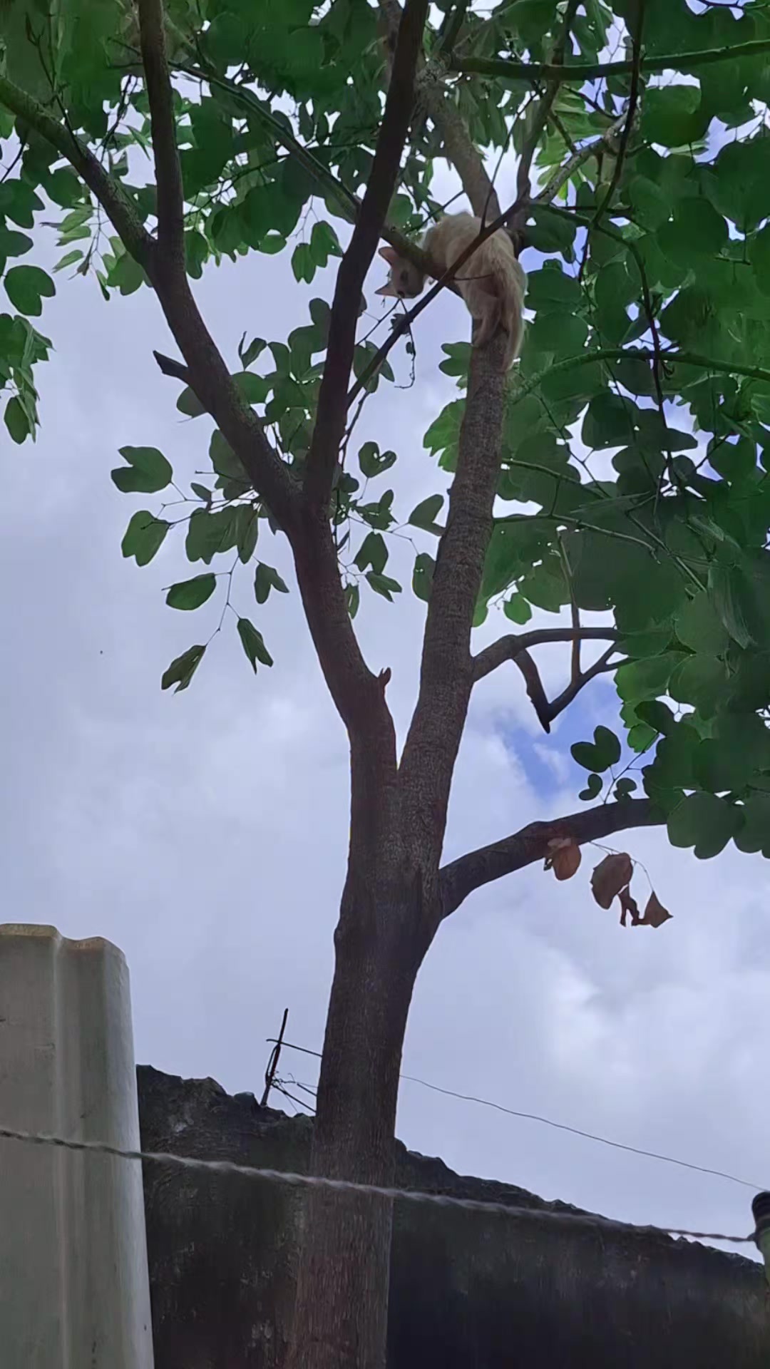 @ᥫ᭡𝑵𝒂𝒏𝒄𝒚🌻🩷👑