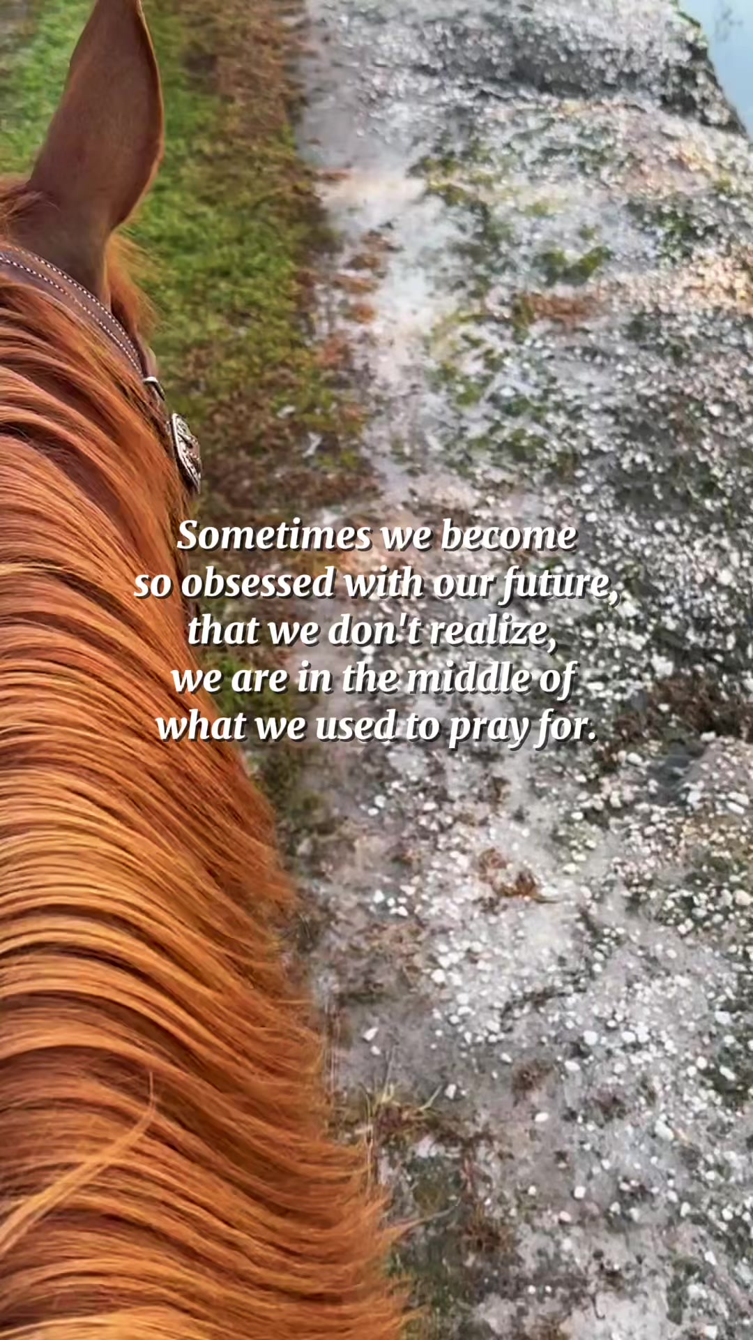 @Horselife