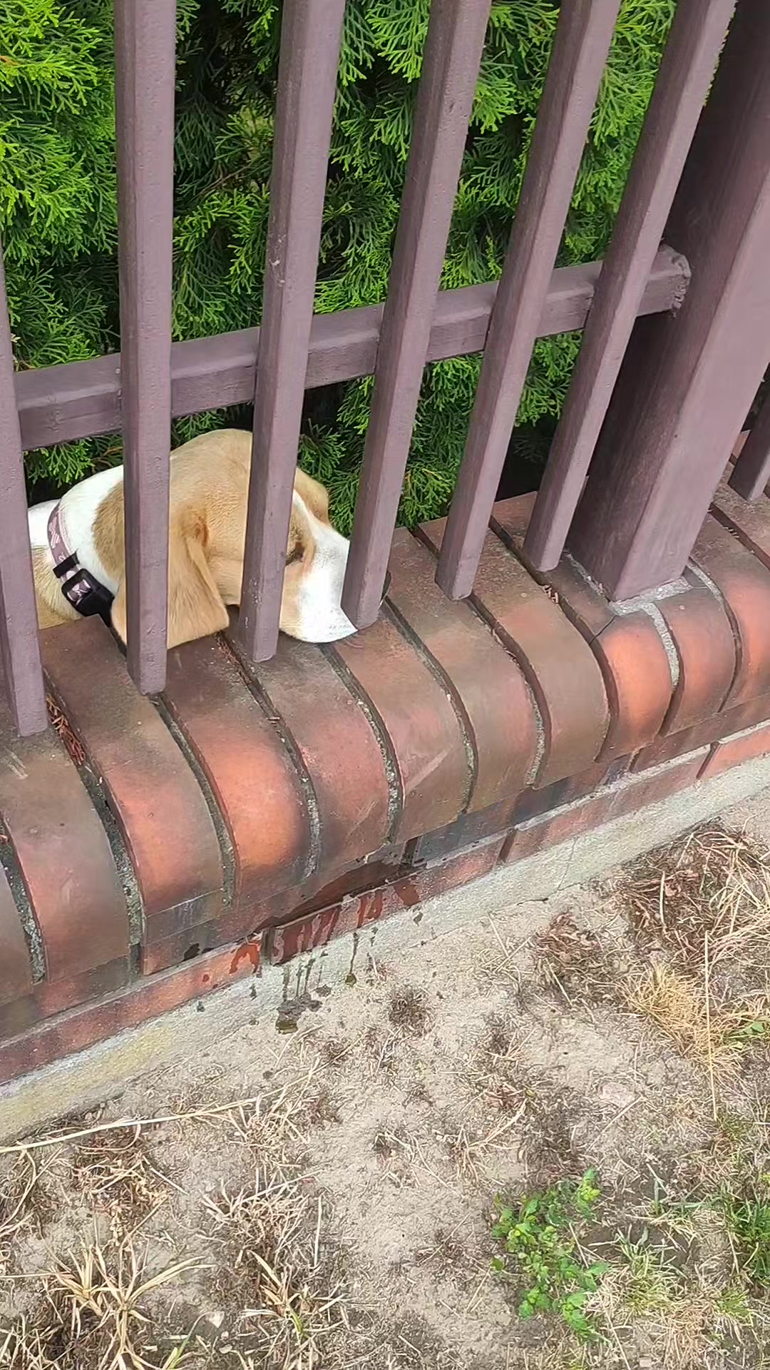 @Николаевич