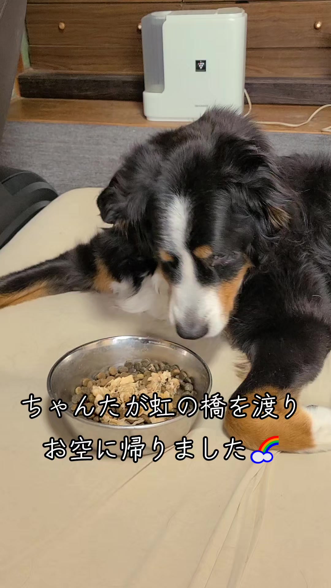 @わんわんニャンニャン🐱🐶