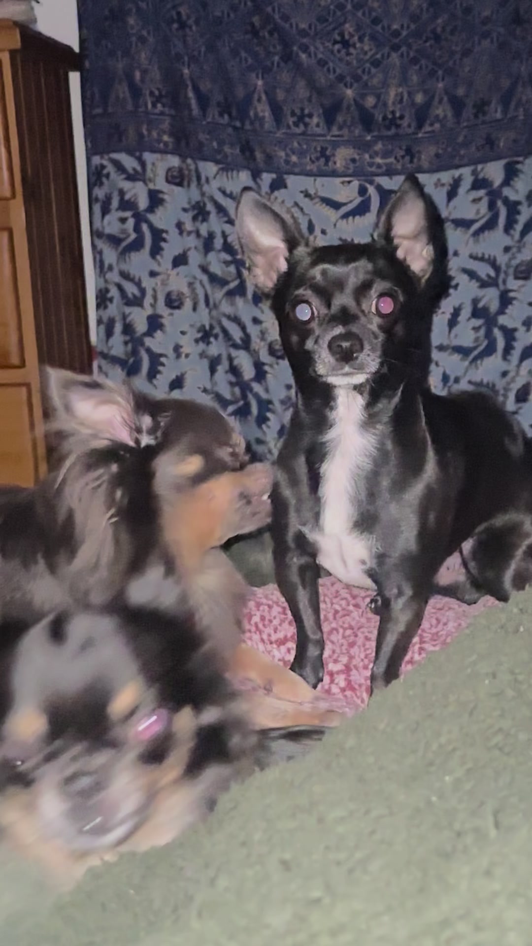 @Chihuahua family of love ๐