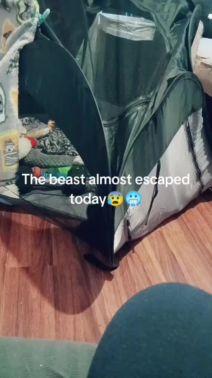 @Ankylosaurus (Gordo)