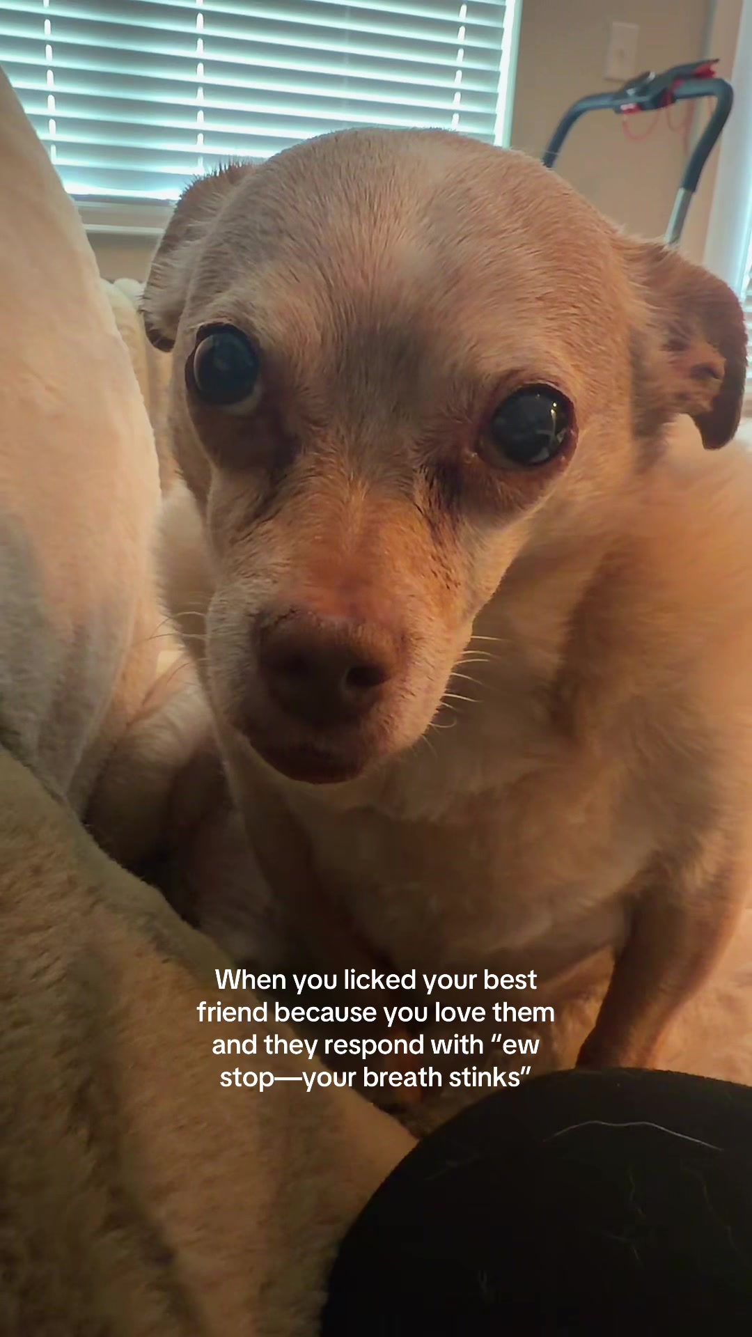 @Cody the Chi & The Spare Ones