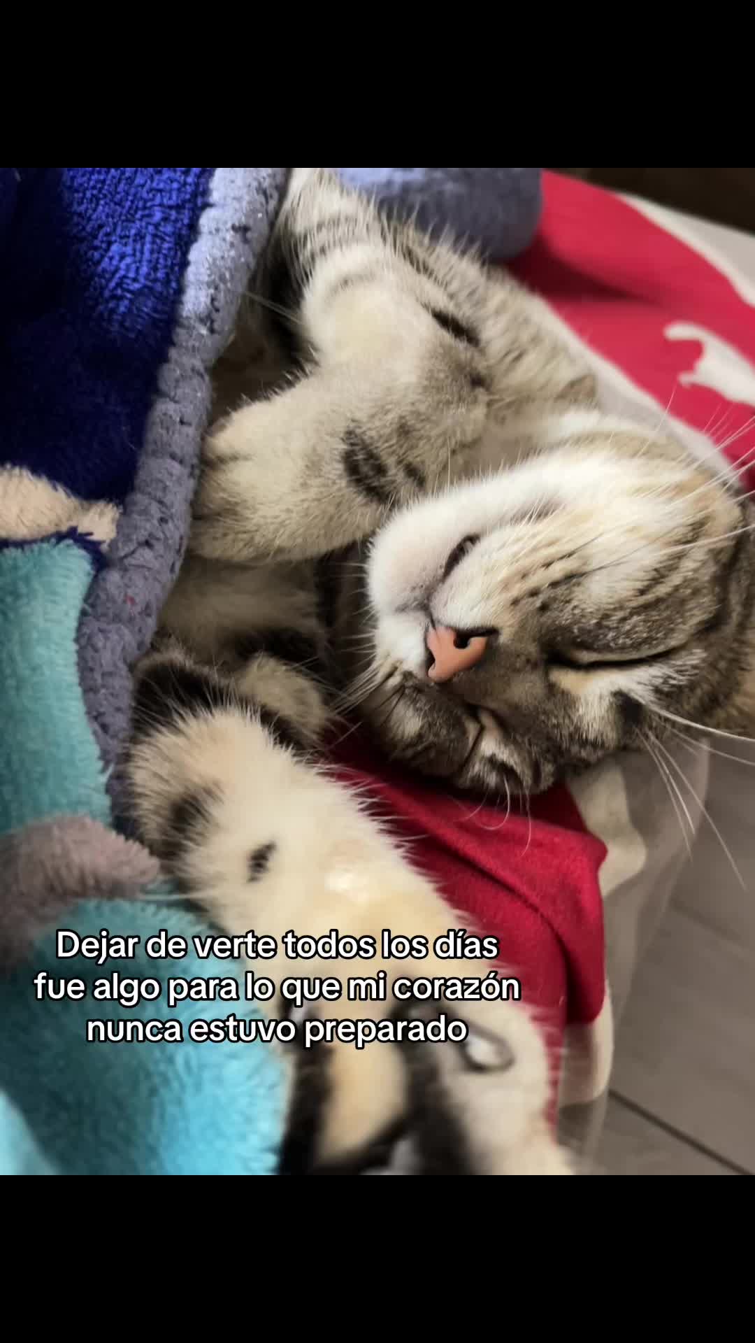 @Alisson Gudeño