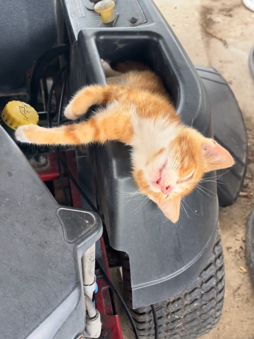 @Random Cat Stuff