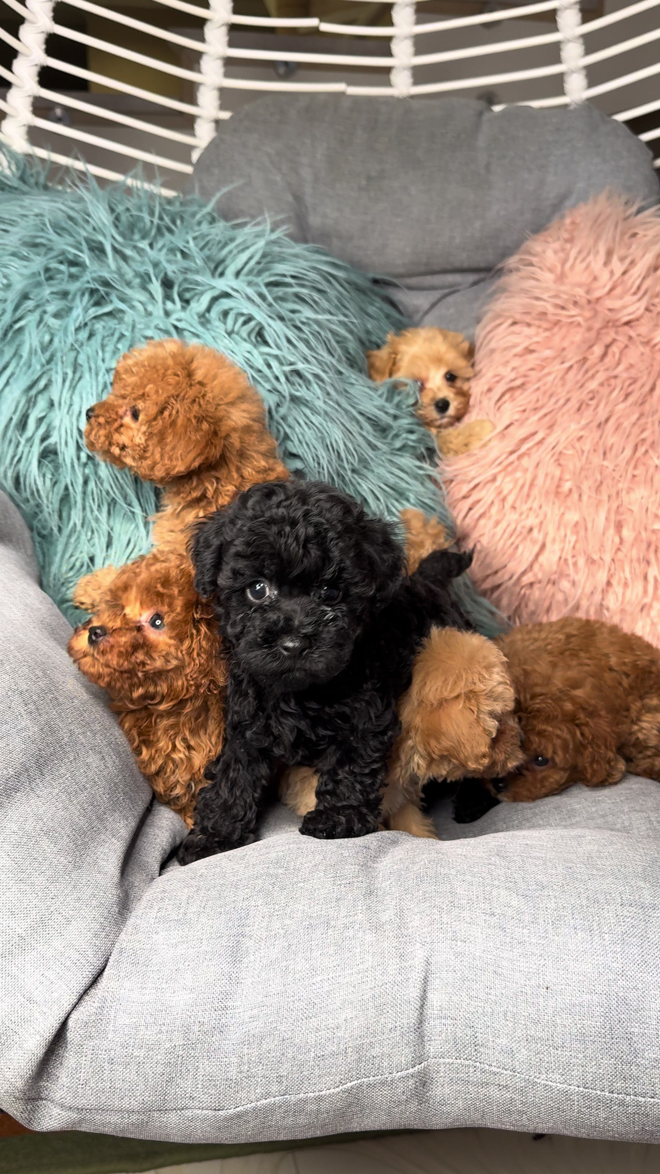 @Puppy’s Maltipoo Kiev