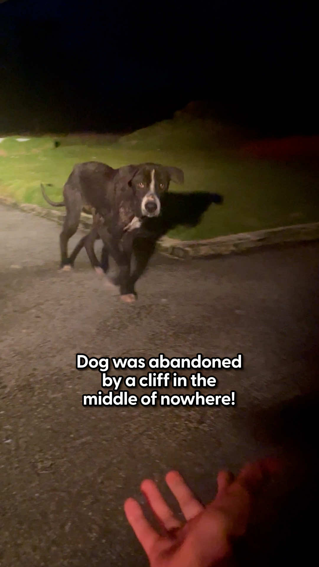 @The Dodo