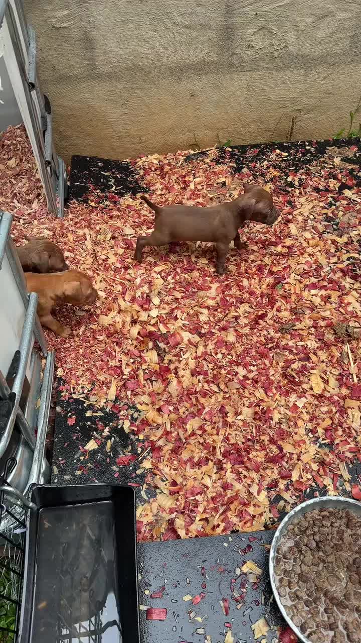 @WorldGoneMadKennels