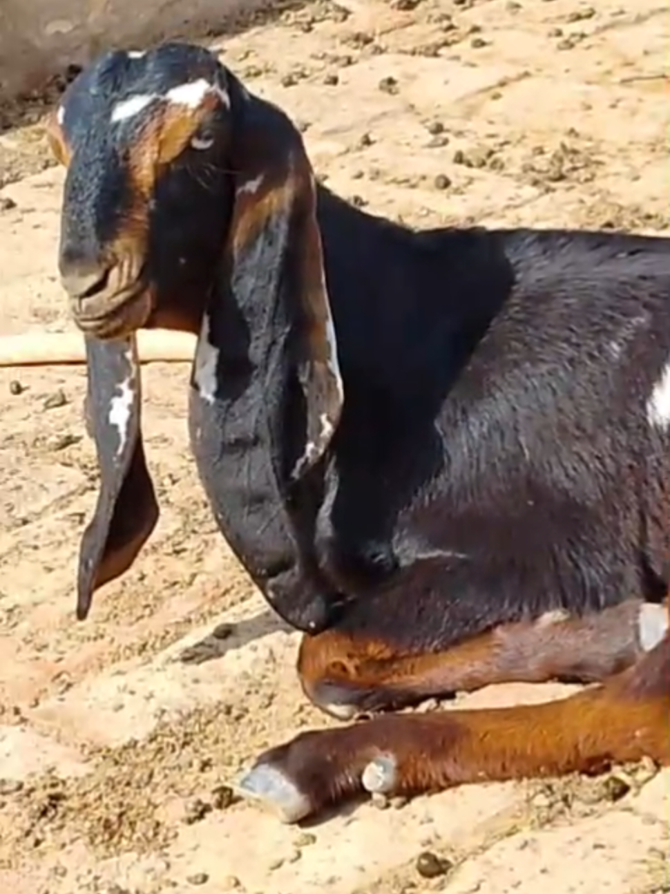 @Alsyed Goat Farm