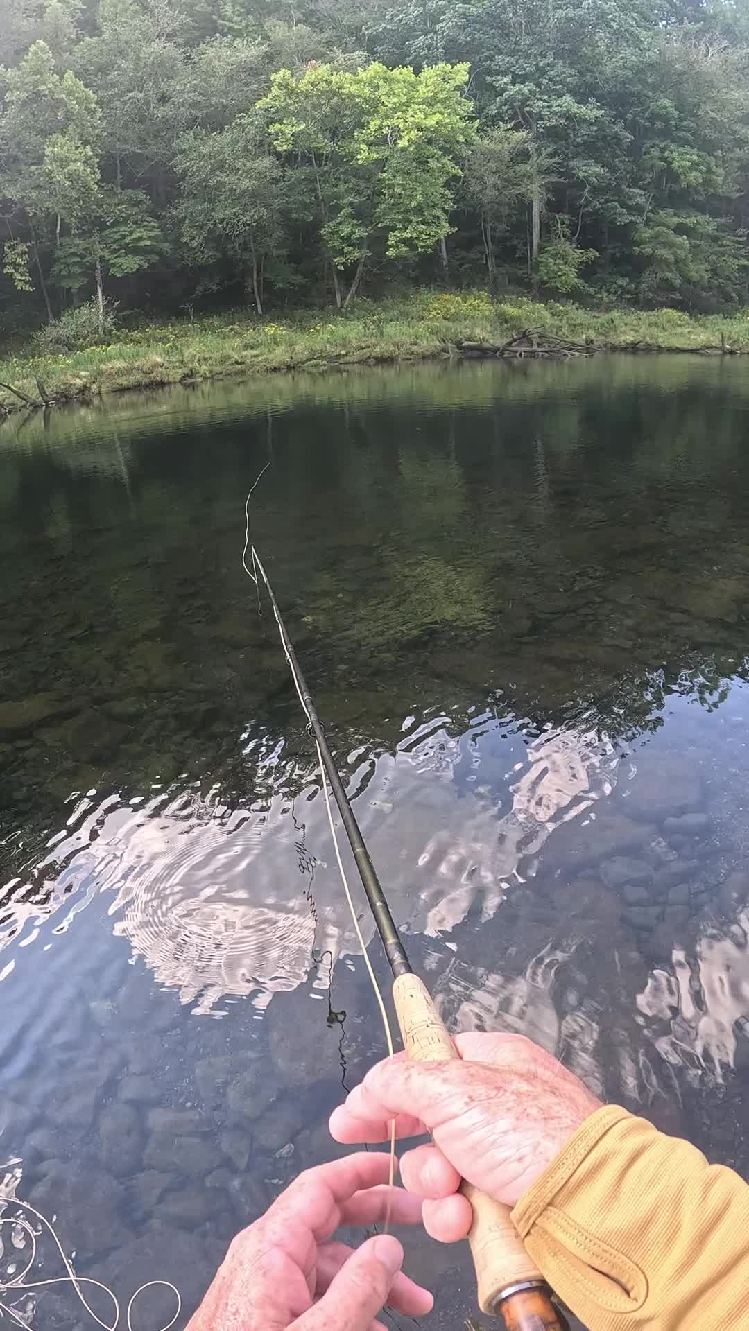 @ellisfishnish