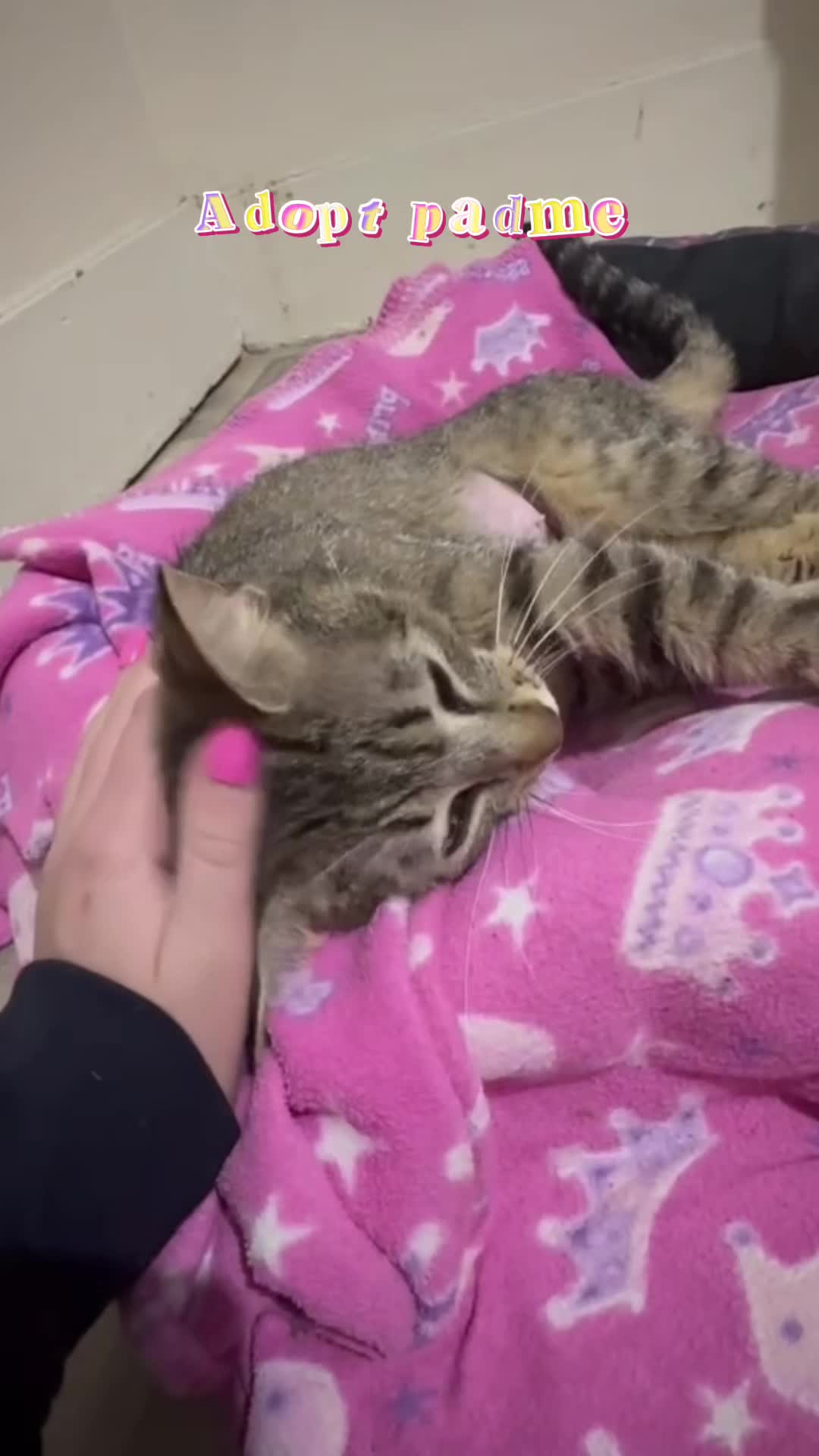 @405&ensp;Animal&ensp;Rescue