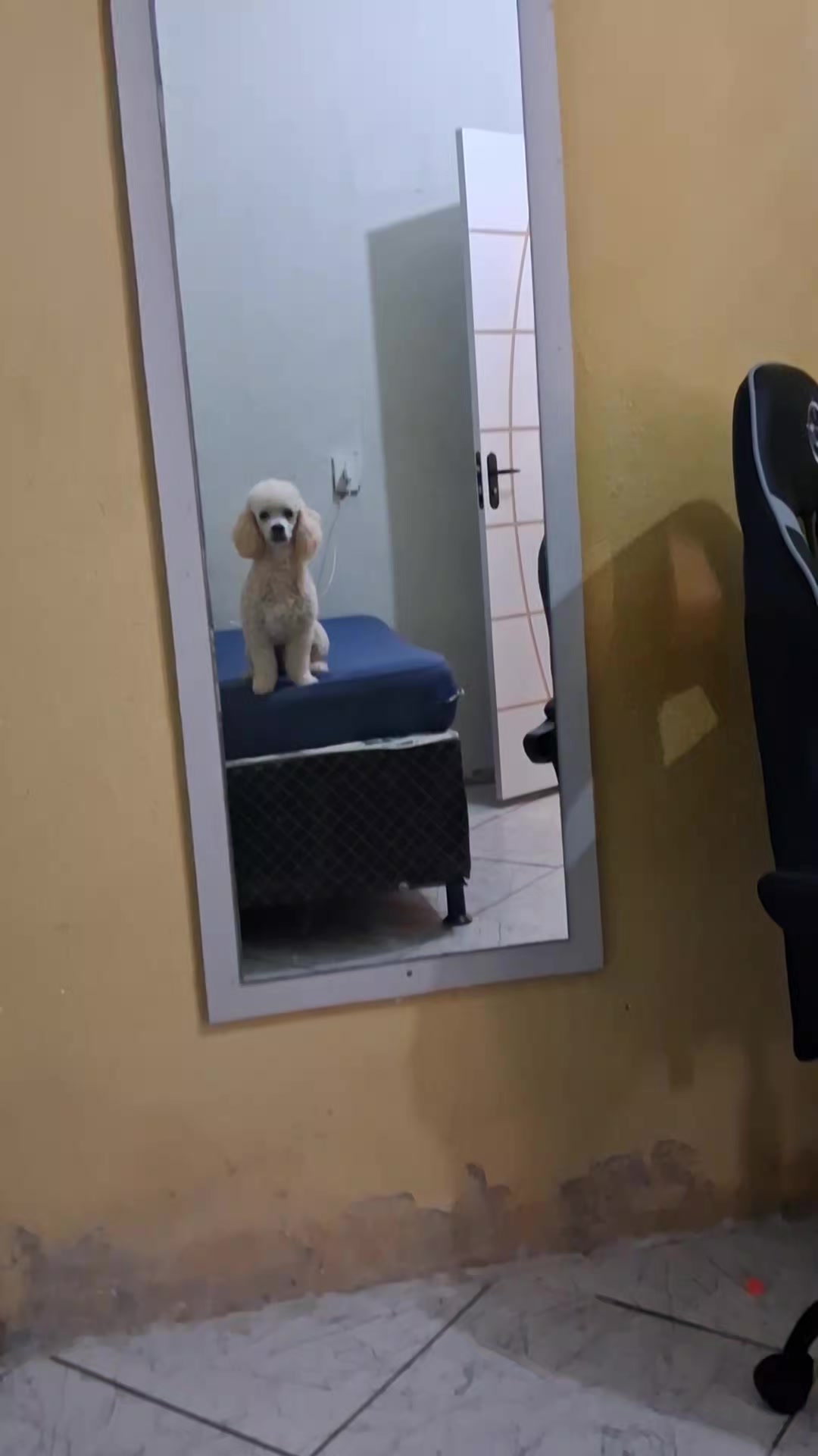 @Pitanga