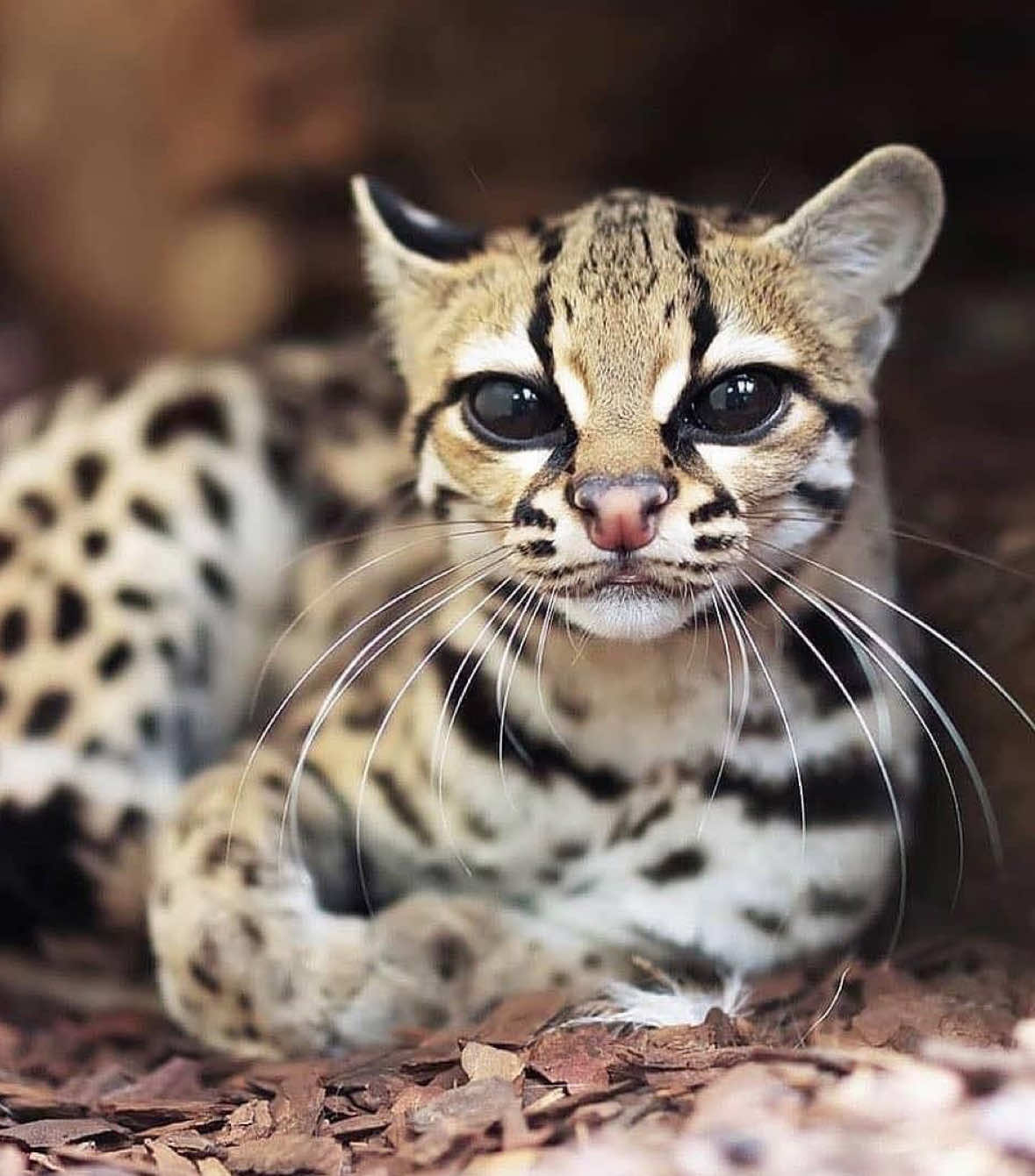 @hugo || catnap