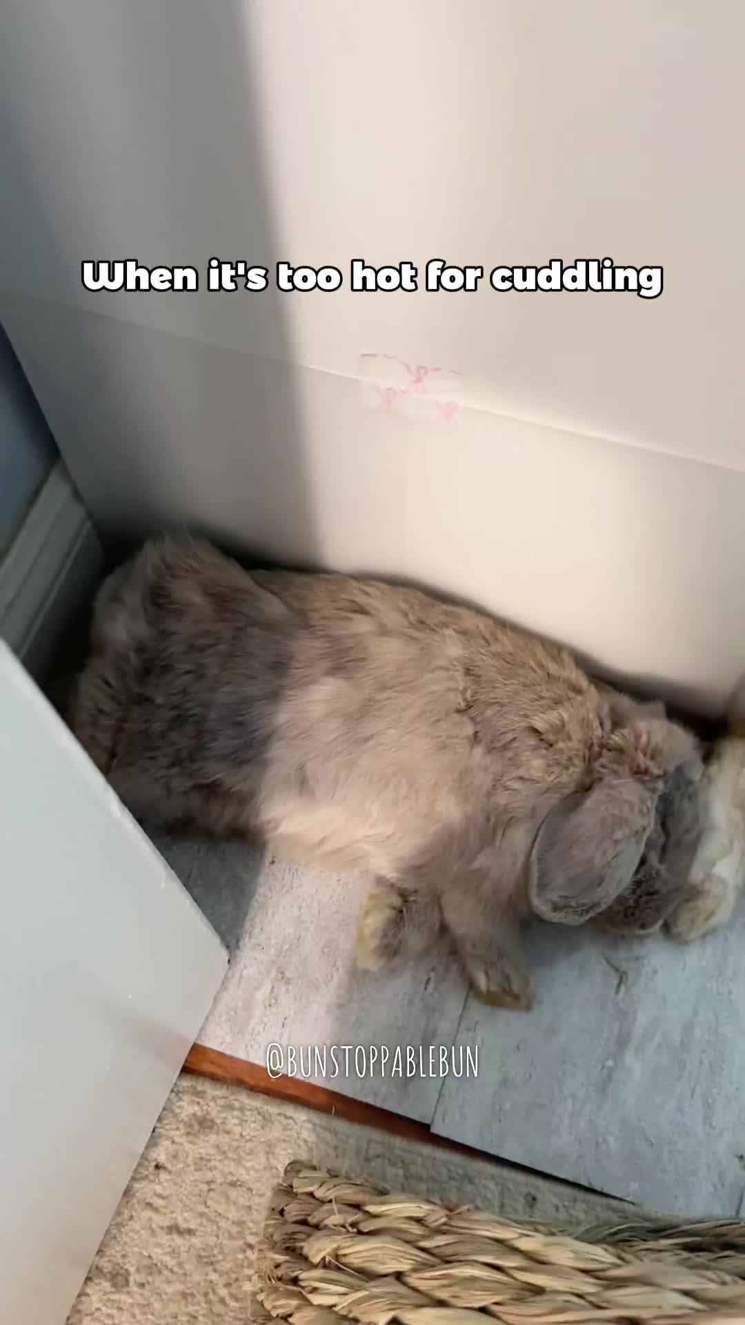 @BunBun, Mochi🌈, Chewy