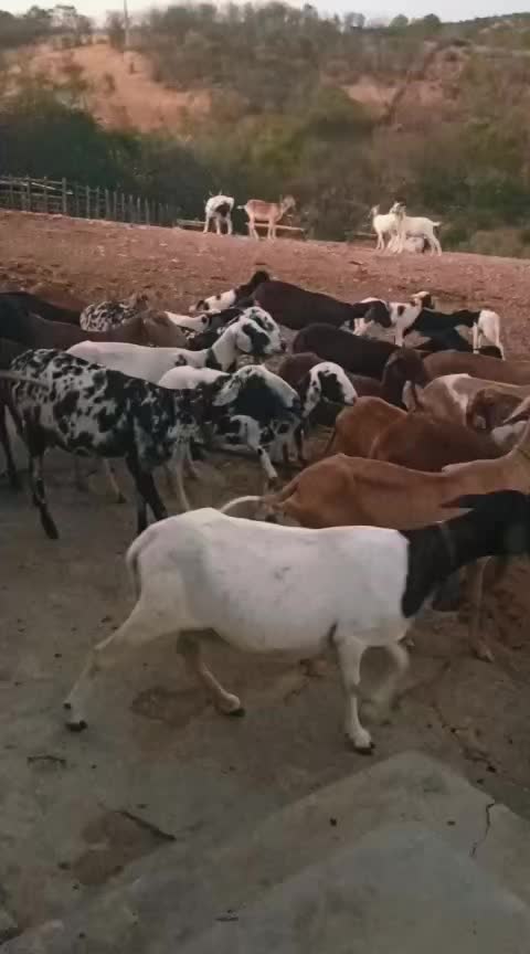 @REBANHO LM