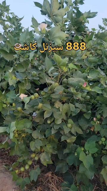 @Zulqarnain chattha