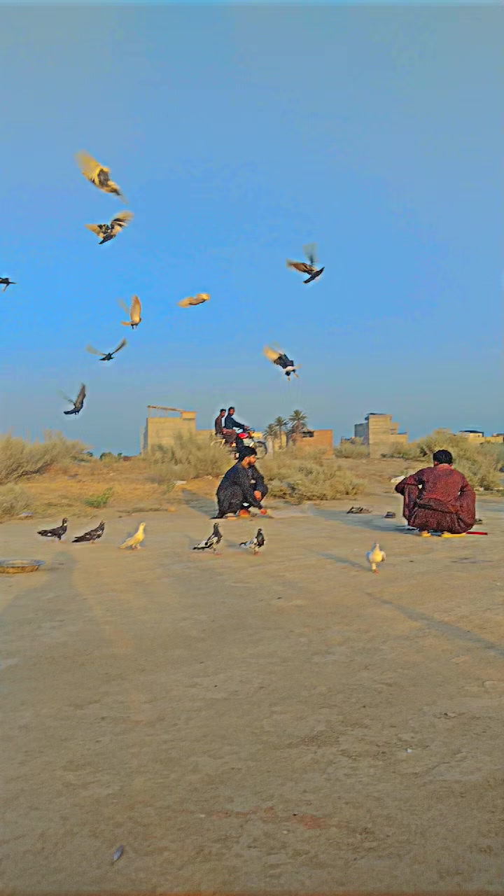 @عدیل رحمن لیہ وال کبوتر باز