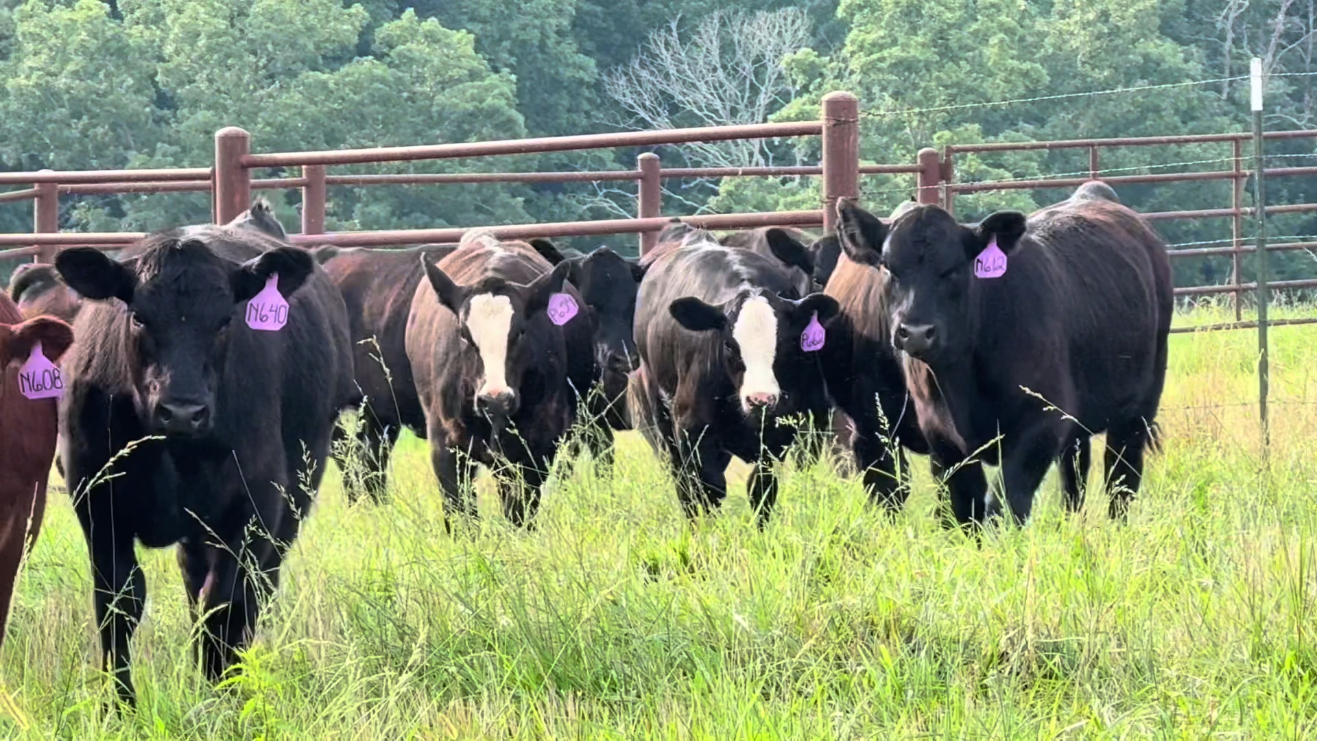 @Massey Land & Cattle