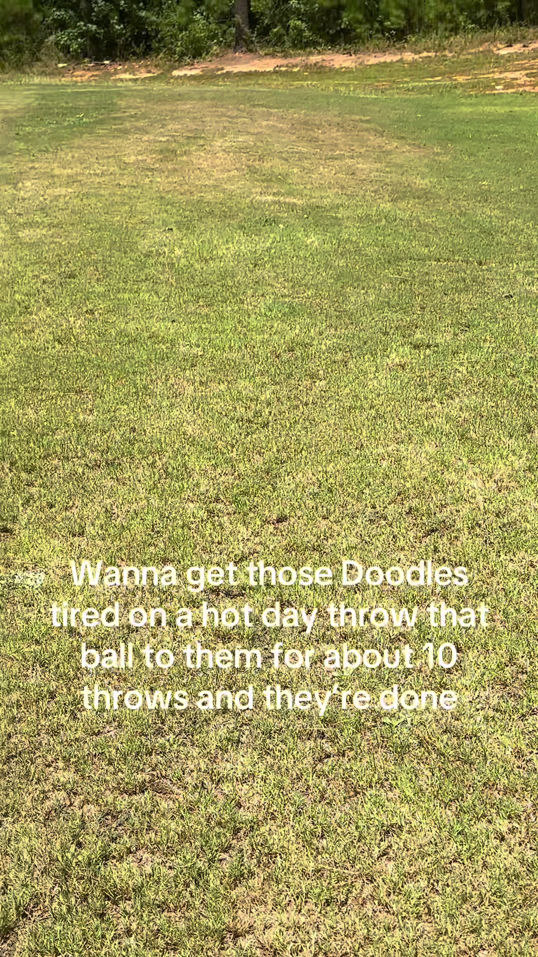 @atlantadoodlesandpoodles