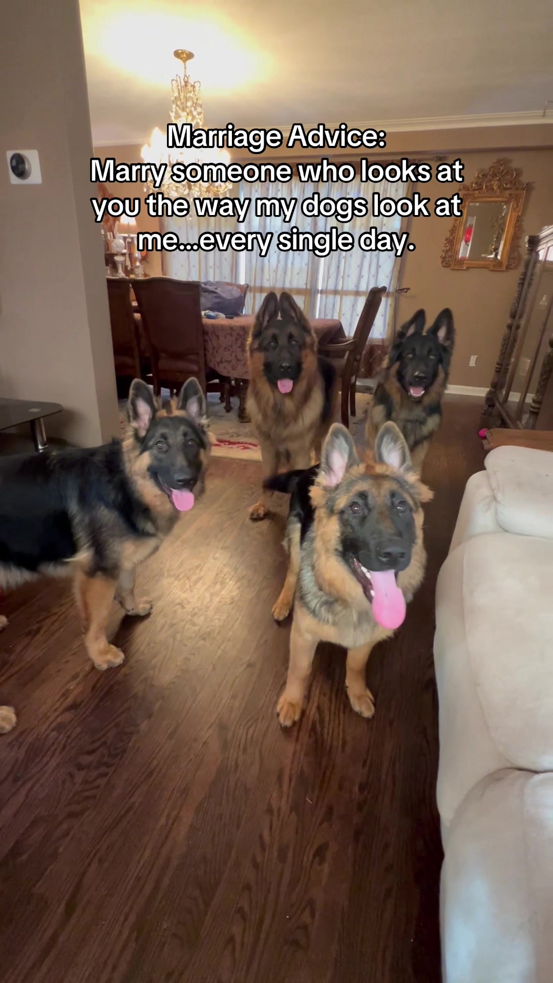 @ksdoggos