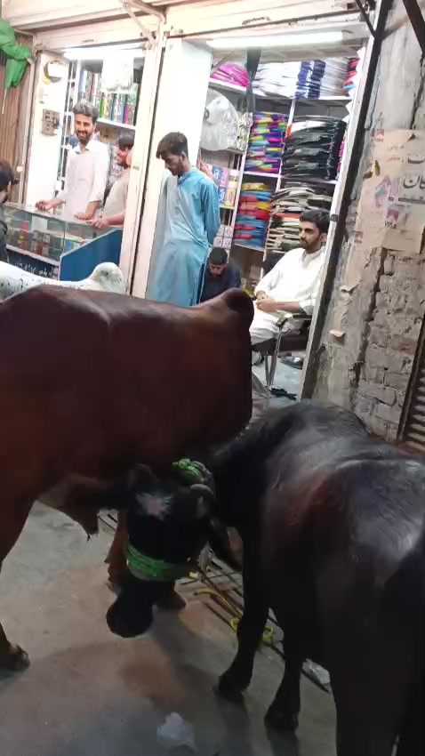 @Mubashir Ali kite house