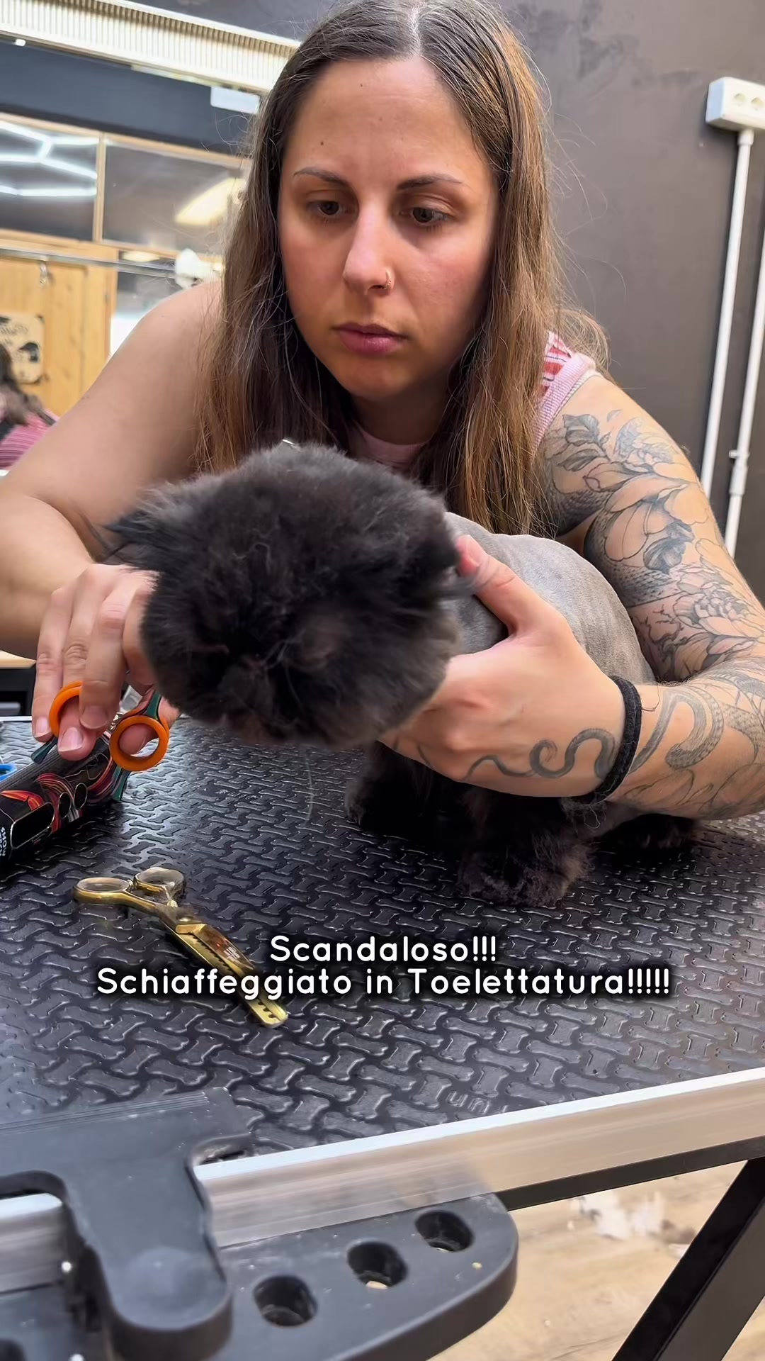 @Palle di pelo - Toelettatura