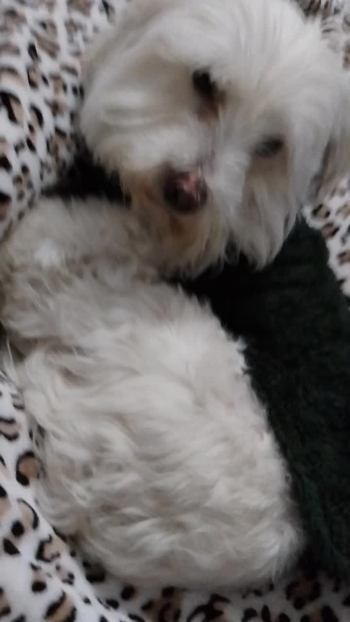 @Sr. Tom&aacute;s 💙🐶💚