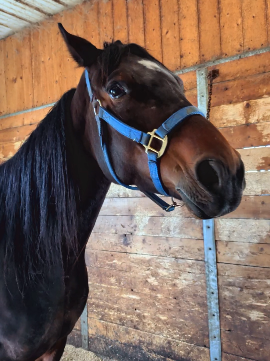 @EquestrianWeirdo