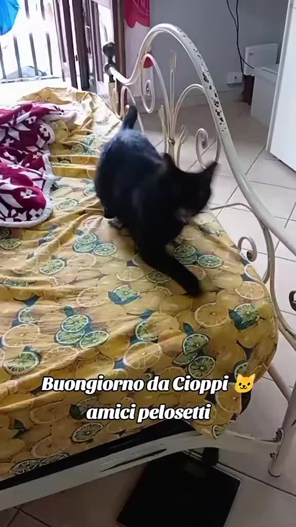 @Little_Zina_