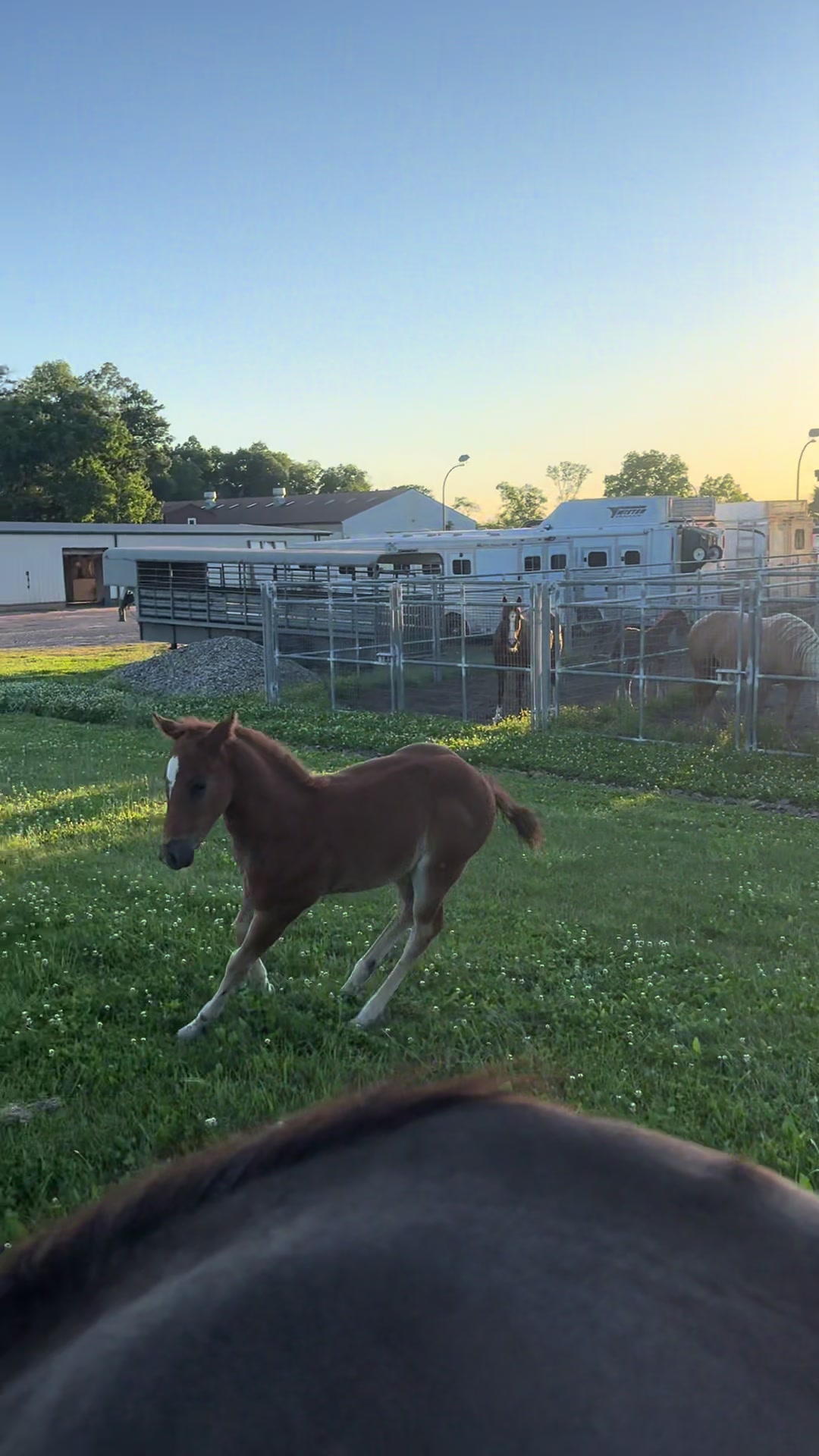 @Kinda Silly Farm
