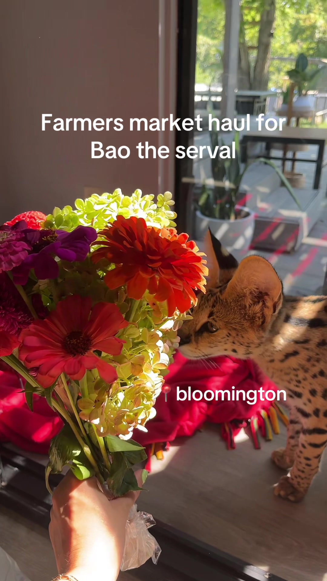 @BAO THE SERVAL