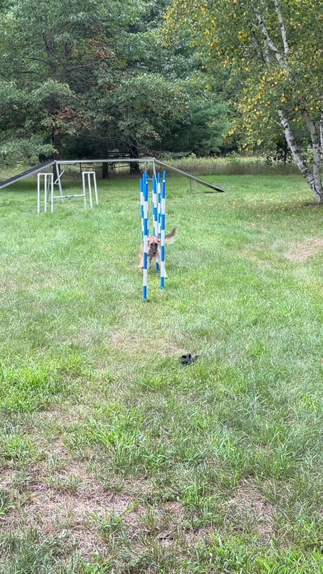 @Laura Waudby - Dog Sports