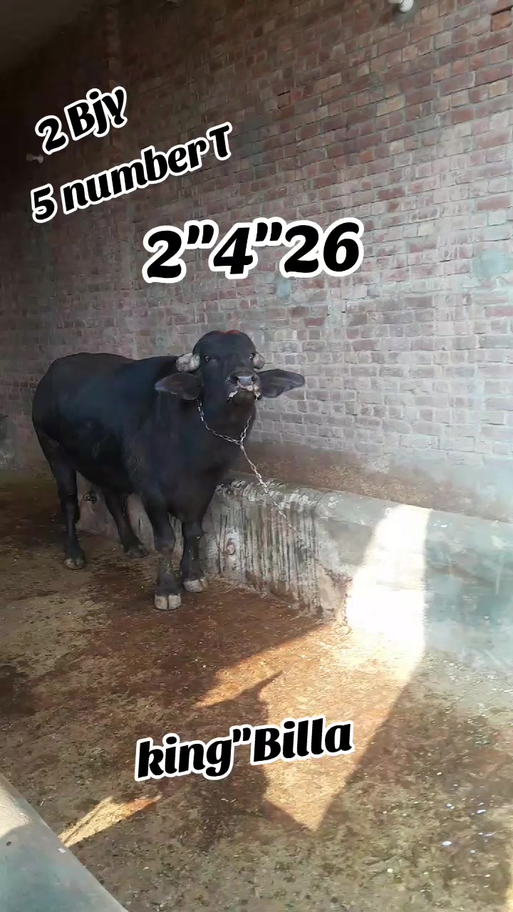 @Honey singh('gujjar')