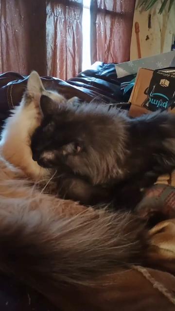 @ACrazyCatLady82
