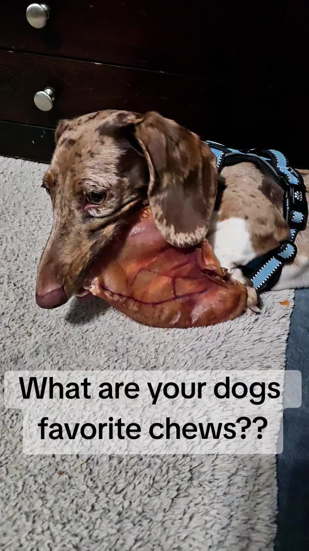 @Hardy the Hot Dog 🌭 🐾