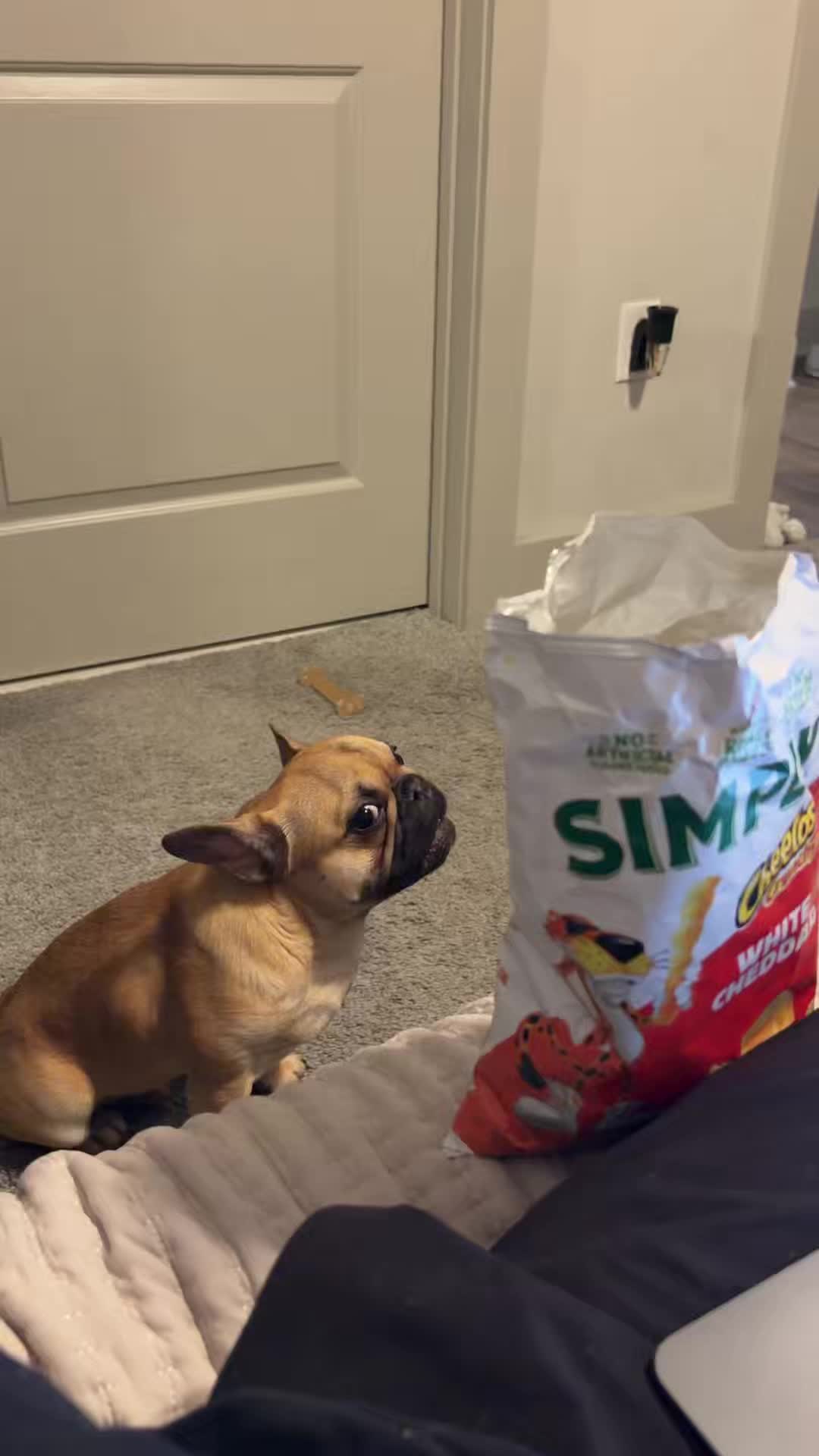 @Archie The Frenchie