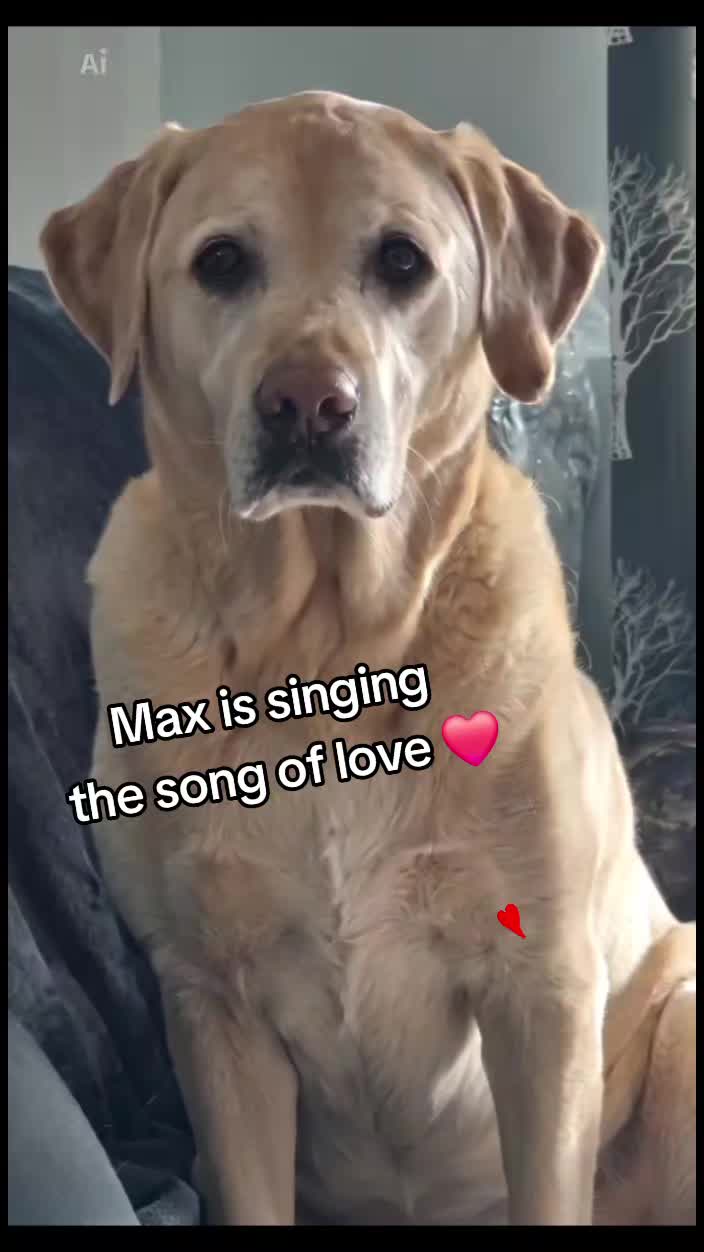 @🐾🐶maximus🐶🐾