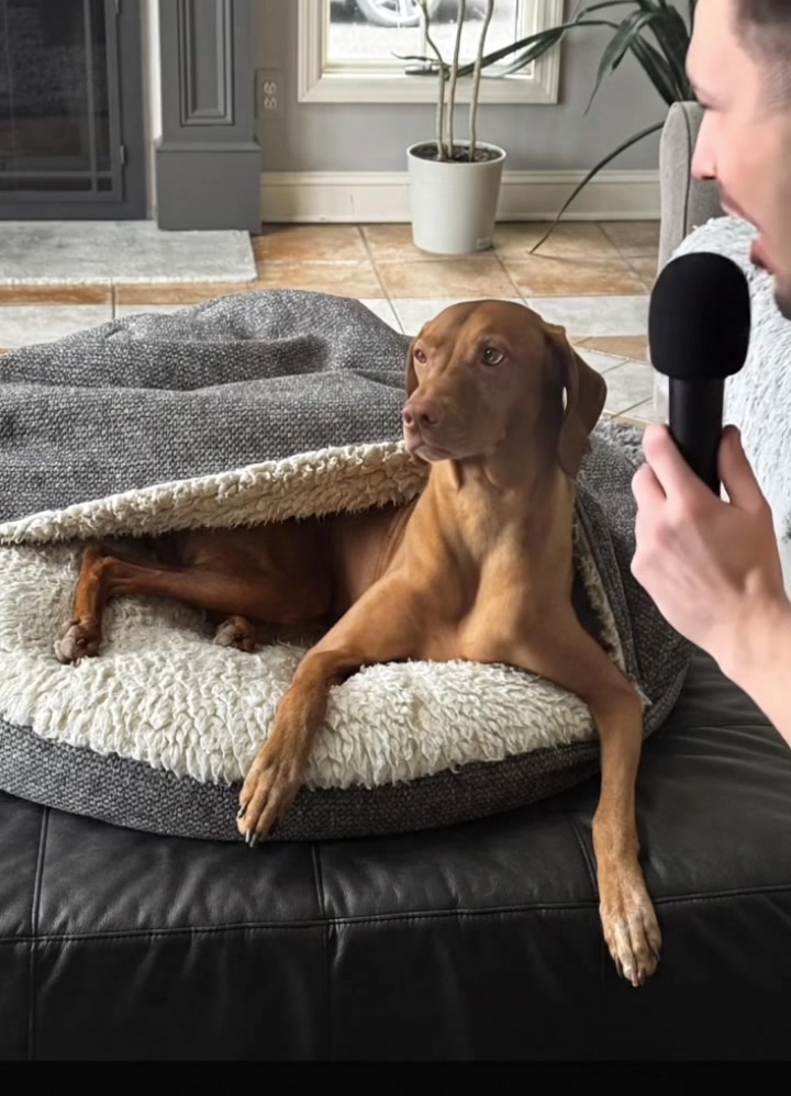 @Brookie The Vizsla