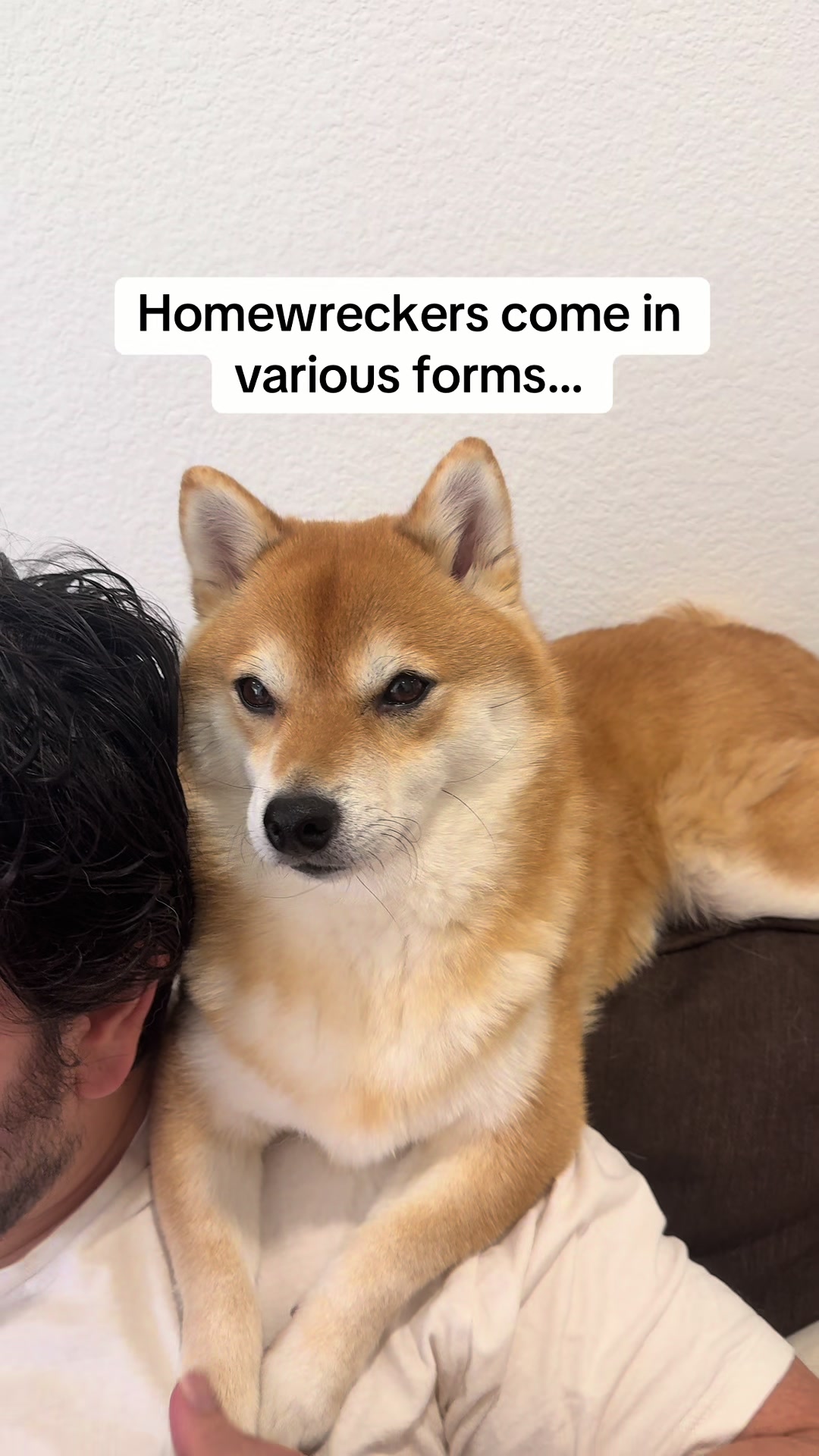 @Flock of Shibas 🐕🐕🐕