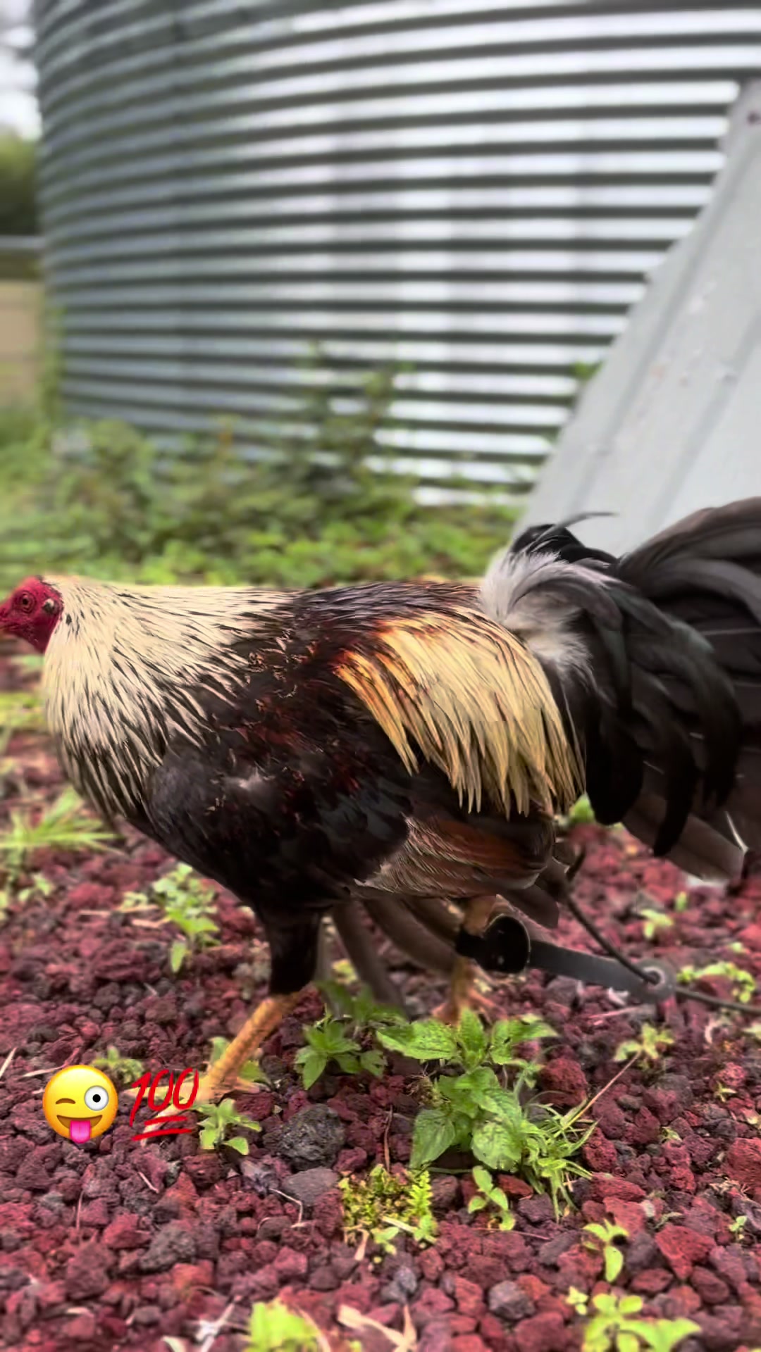 @ltowngamefowl