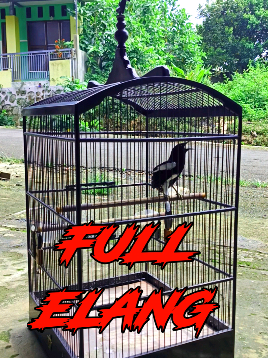 @Emperium Birds