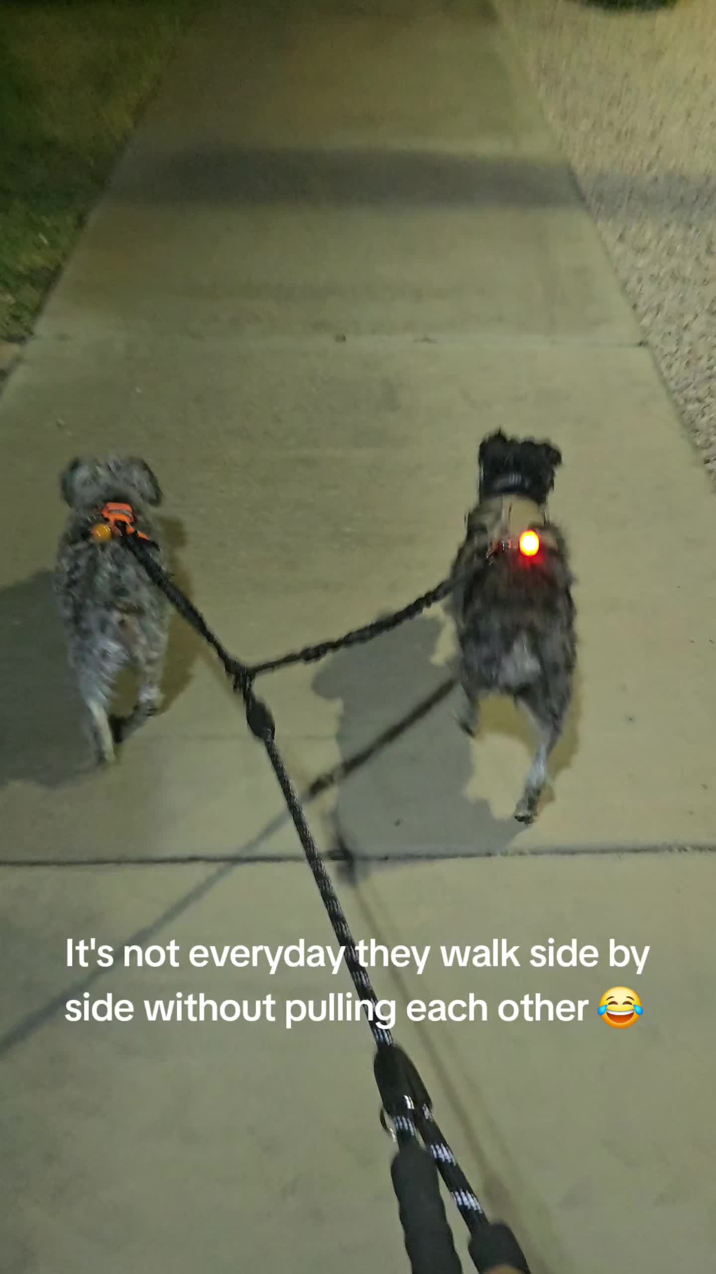 @Piper N Willow 🐶